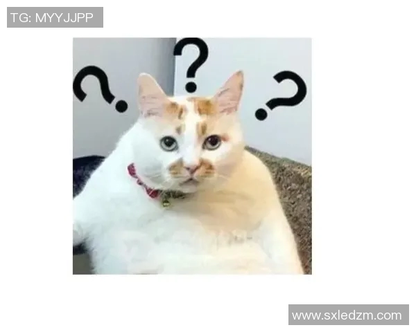 首节没打！媒体人：小杨能否和约老师来个对位 看样子要打个问号